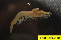 藏品(梭形附頭虱)的圖片